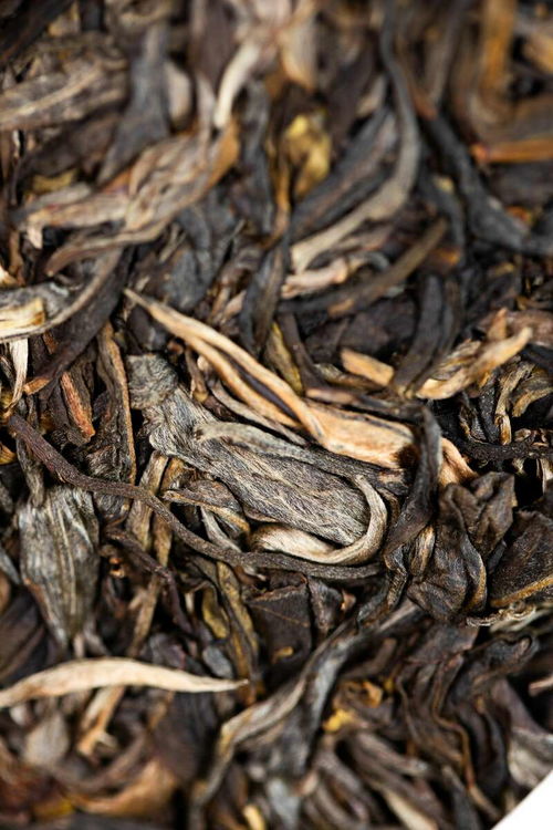 海灣茶業(yè)百福聚首,萬事順遂