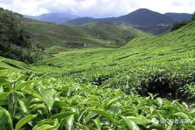 學堂丨第1講:普洱茶汕頭之三大茶區